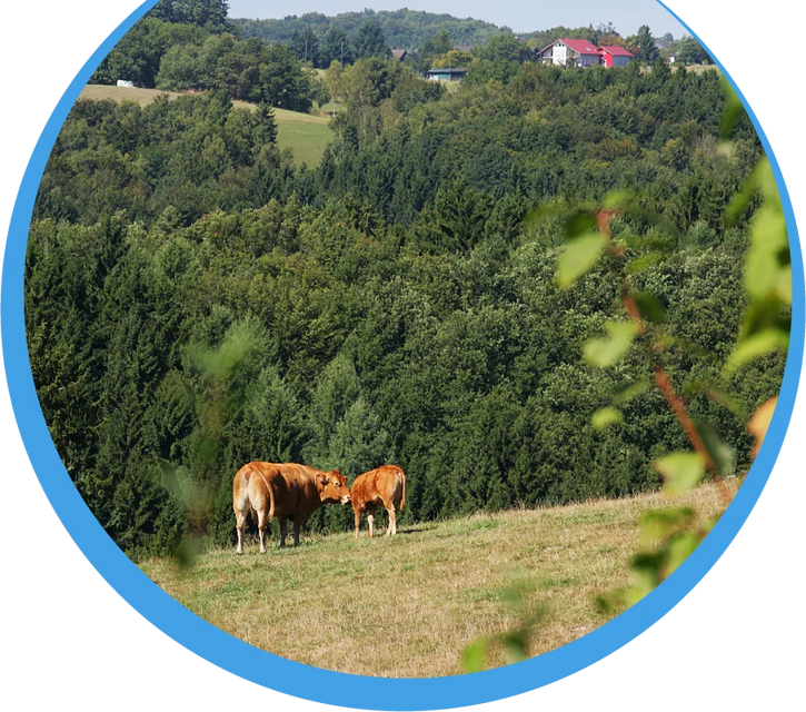 Blick auf eine grüne Wiese mit weidenden Kühen vor einer bewaldeten Hügellandschaft im Umfeld der Wohngemeinschaft Appenhagen.